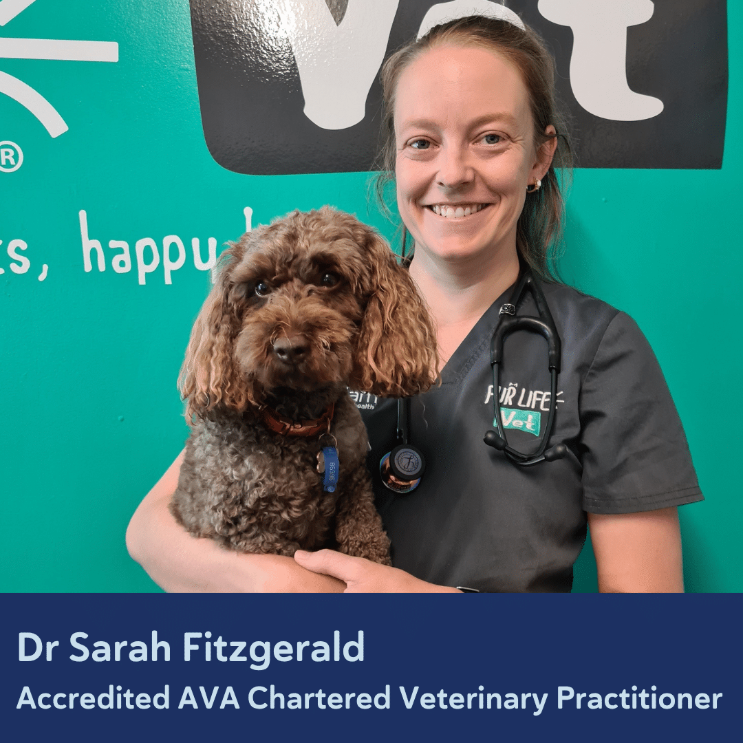Sarah Fitzgerald AVA CVP Accredited Practitioner Student.png